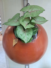 Carica l'immagine nel visualizzatore di Gallery, PORTAPIANTE DA PARETE GARDEN | Cod.40002388 |