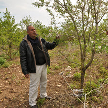 Carica l'immagine nel visualizzatore di Gallery, MANDORLE PALESTINA SGUSCIATE AL NATURALE | COD.00001146 | 400 g